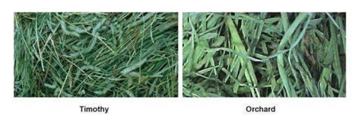 Is orchard grass vs timothy hay better for rabbits?