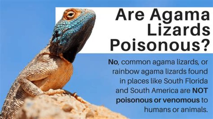 Is OSB poisonous?