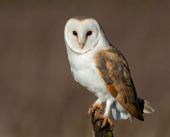 Is Owlet coming back?