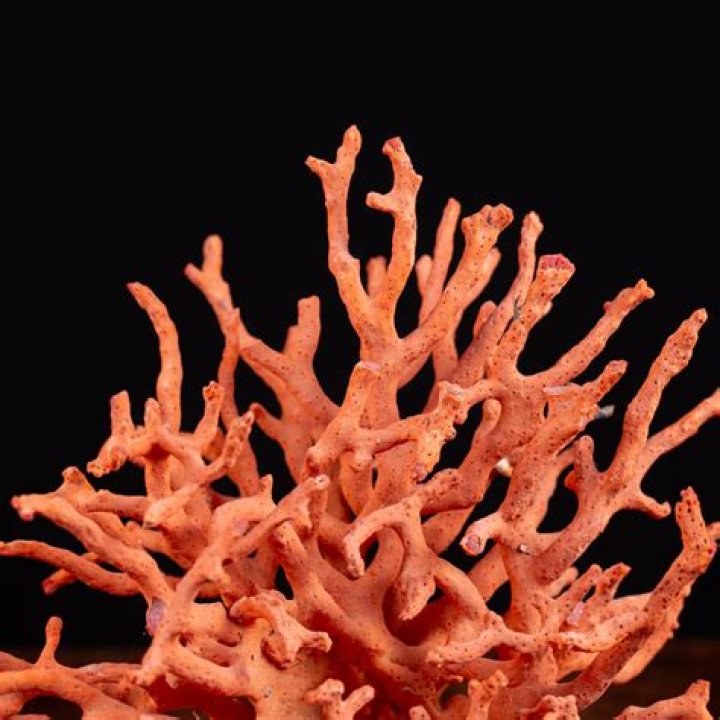 Is red coral rare?