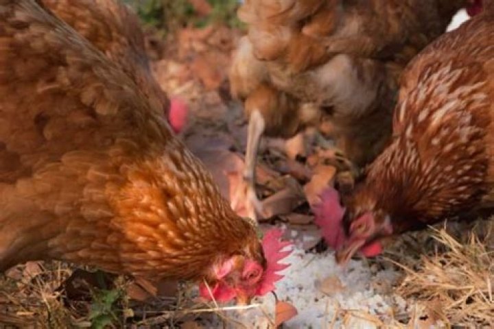 Is rice good for chickens?