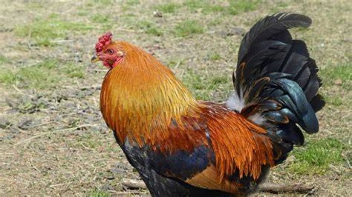 Is Rooster an anti war song?