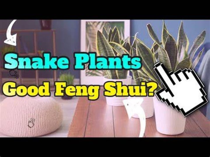 Is snake plant good luck inside the house?