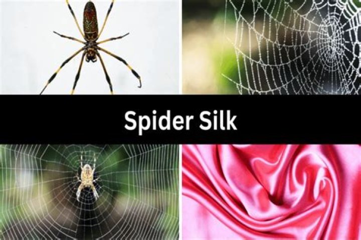 Is spider silk expensive?