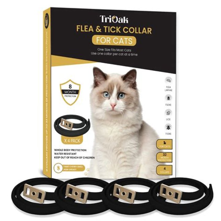 Is tap water okay for cats?