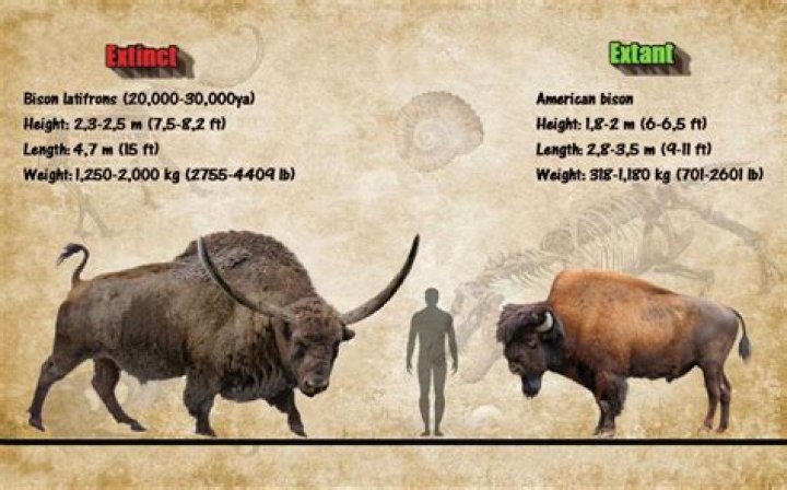 Is the American buffalo extinct?