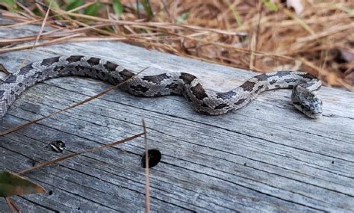 Is the rat snake poisonous?