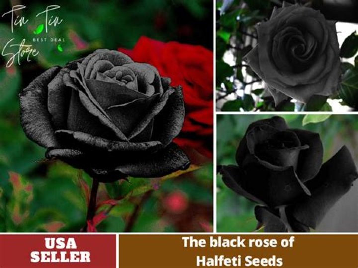 Is there a black rainbow rose?
