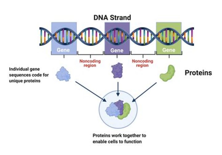 Is there a genius gene?