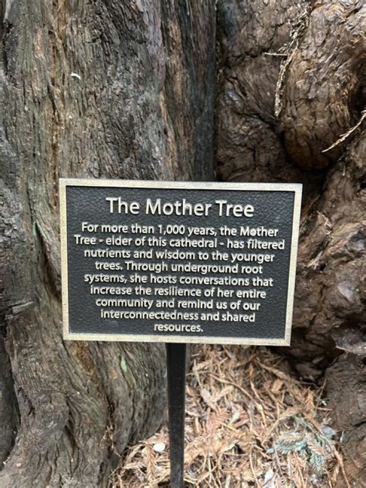 Is there a mother tree?