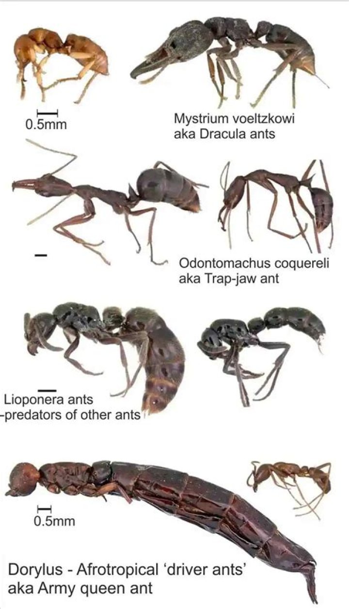 Is there a queen ant?