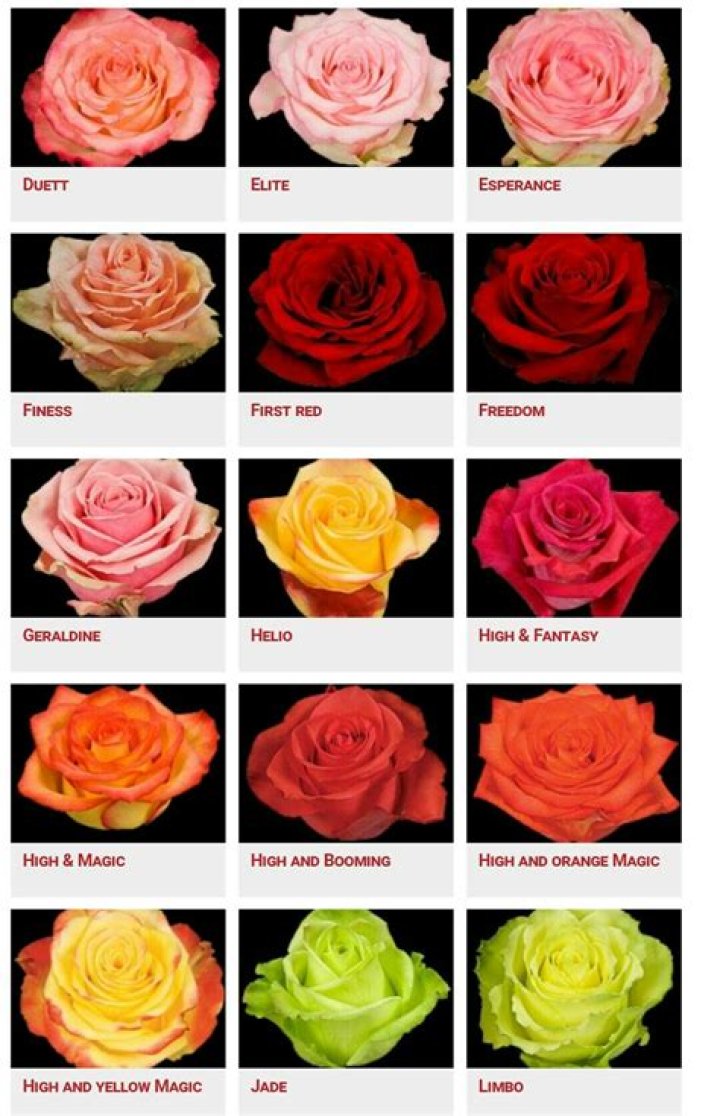 Is there a rose called Grace?