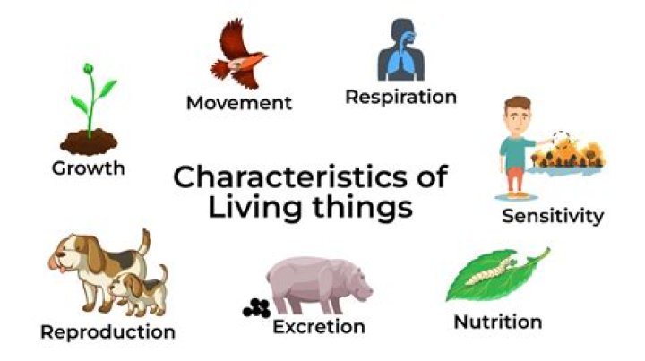 Is there any living thing that doesn't breathe?