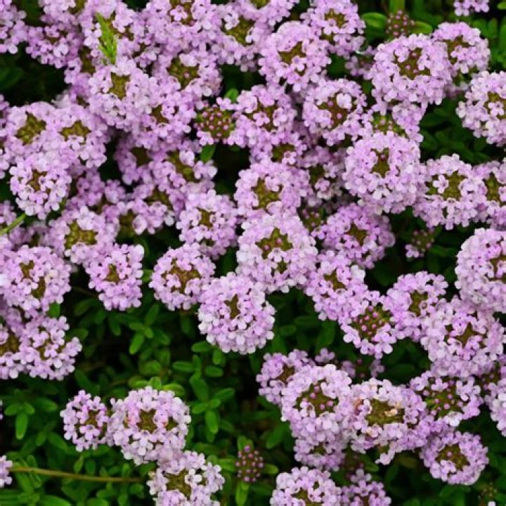 Is thyme good for bees?