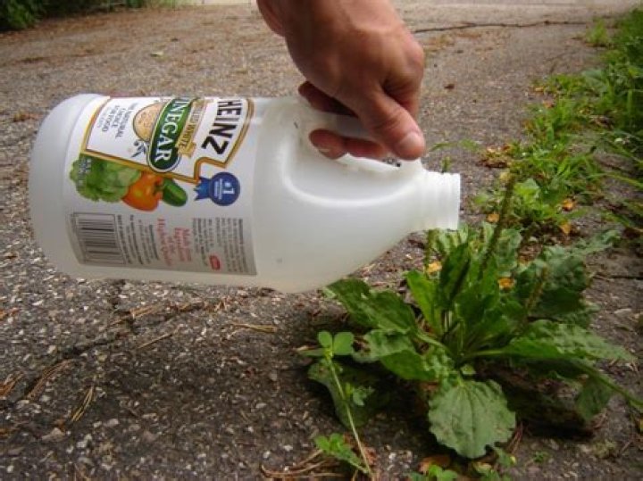 Is vinegar good for killing weeds?
