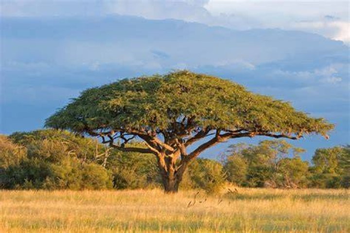 Is Walnut the same as acacia?