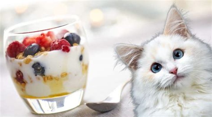 Is yogurt good for cats?