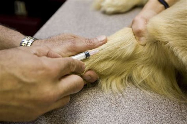 Should a dog be sedated before euthanasia?
