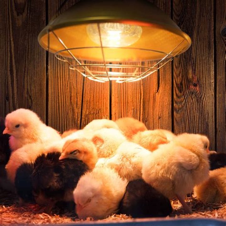 Should chickens have light at night?