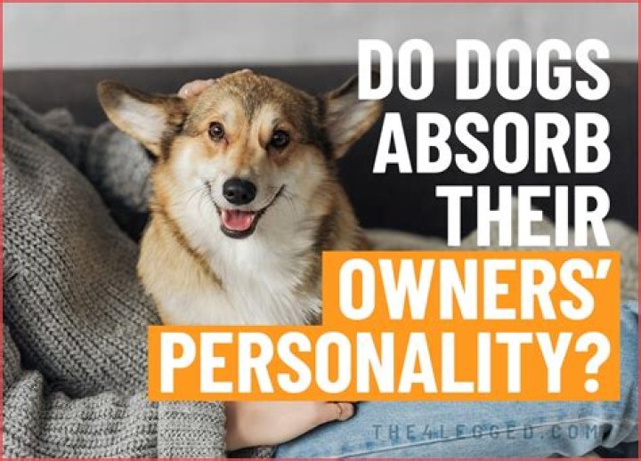 Should dogs See previous owners?