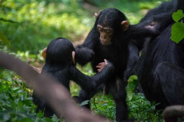 Should humans eat like chimpanzees?