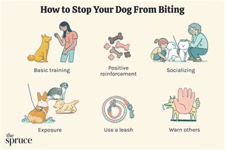 Should I allow my dog to play bite?