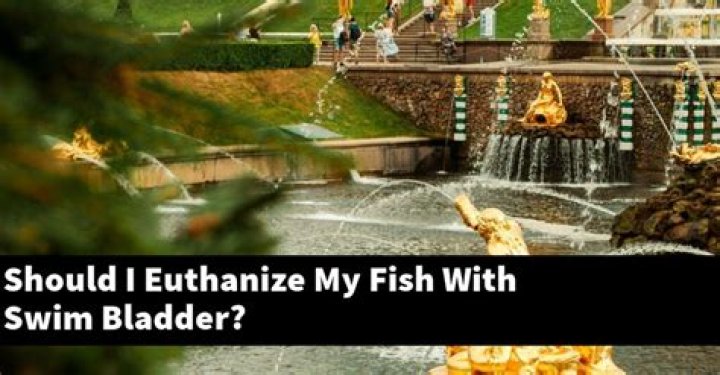 Should I euthanize my fish with swim bladder?