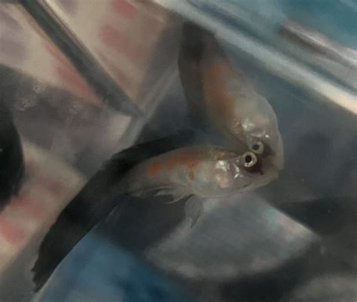 Should I euthanize my fish?