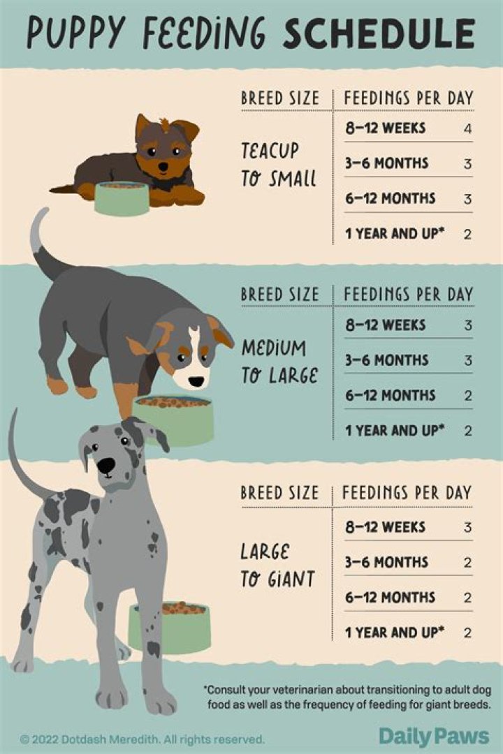 Should I free feed my puppy?
