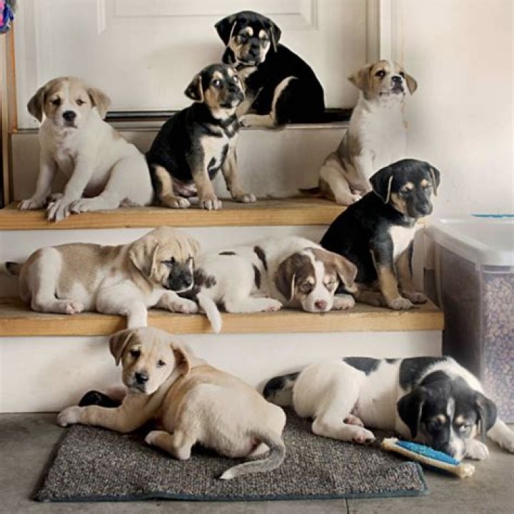 Should I get 2 dogs from the same litter?