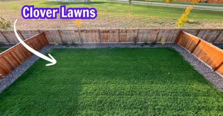 Should I leave clover in my lawn?