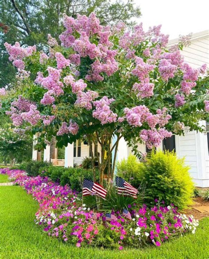 Should I mulch around crepe myrtle?