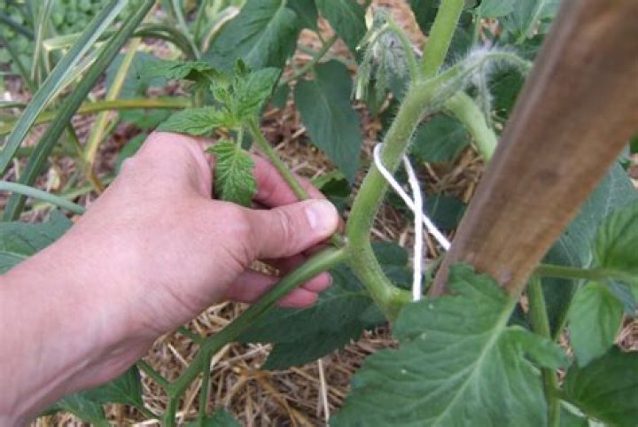 Should I pinch off tomato flowers end of season?