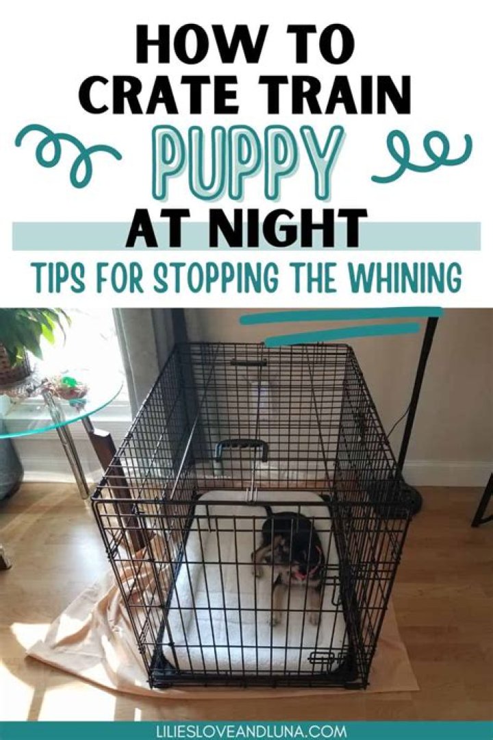 Should I put water in puppy crate at night?