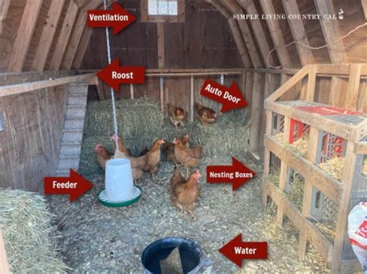 Should I put water in the chicken coop?