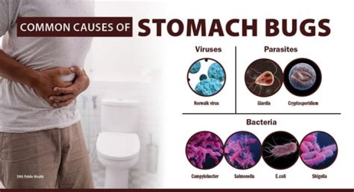 Should I starve a tummy bug?