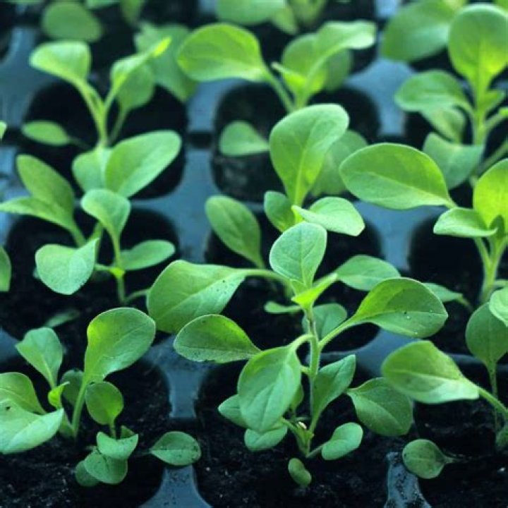 Should I water seedlings from the top or bottom?