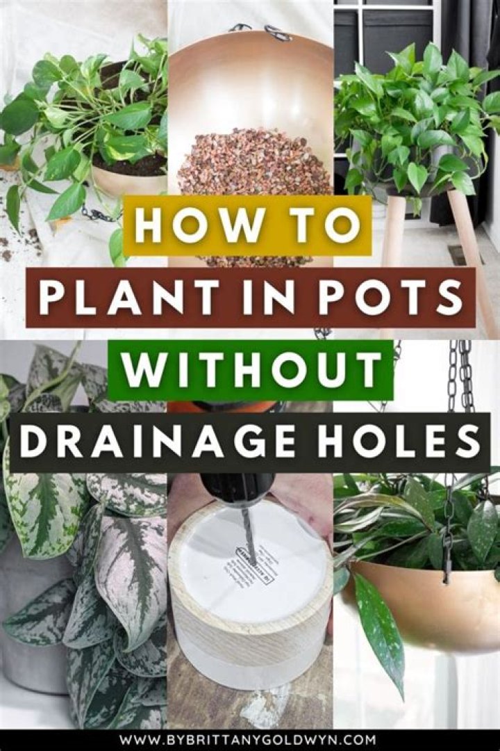 Should indoor plant pots have holes?
