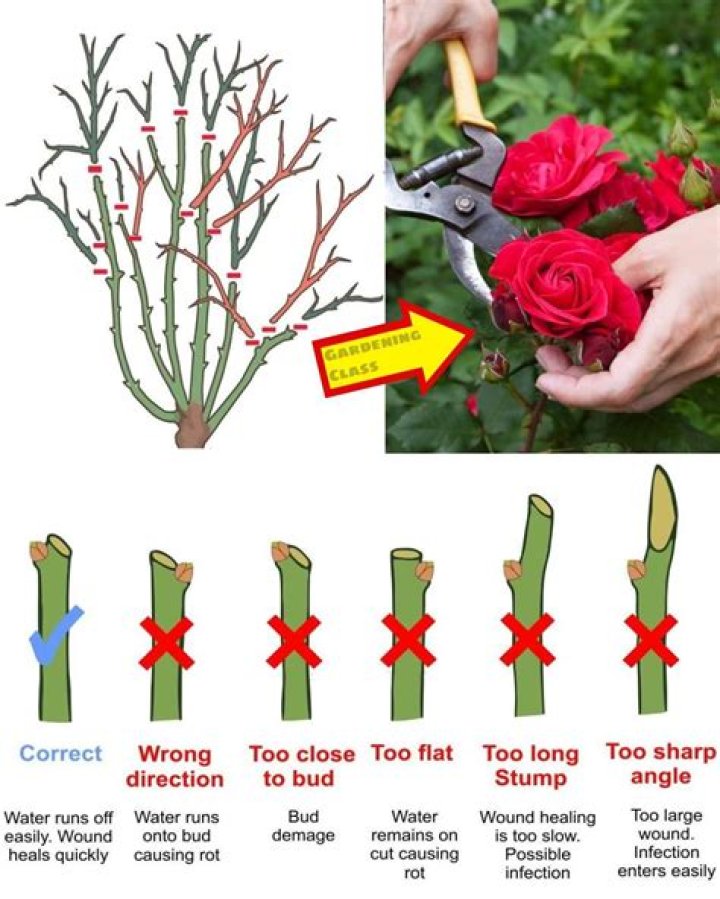 Should roses be cut back before winter?