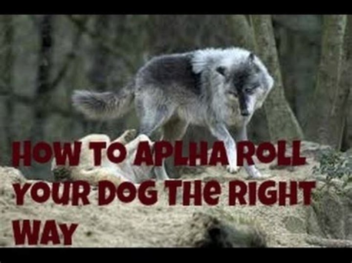 Should you alpha roll your dog?