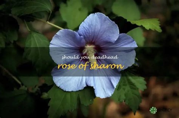 Should you deadhead Rose of Sharon?