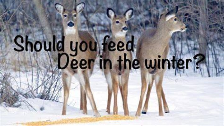 Should you feed deer in the winter?
