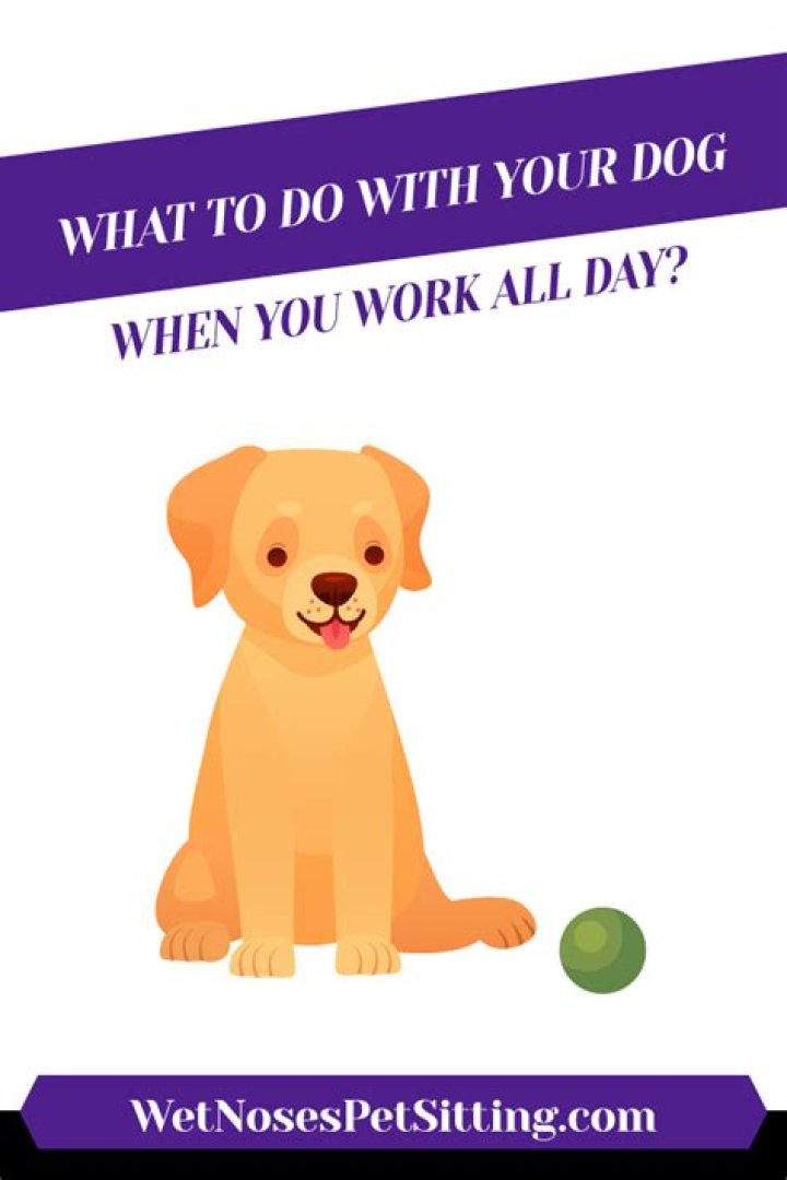 Should you leave TV on for dog?