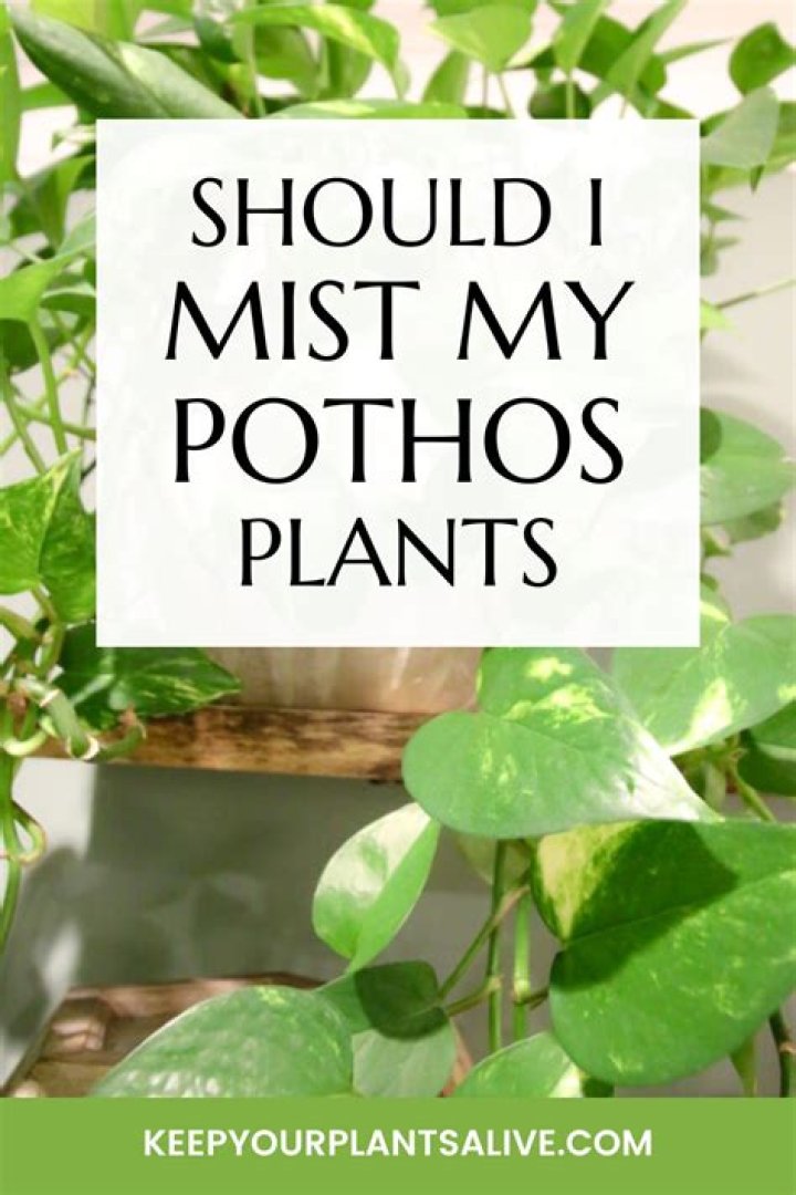 Should you mist plants daily?