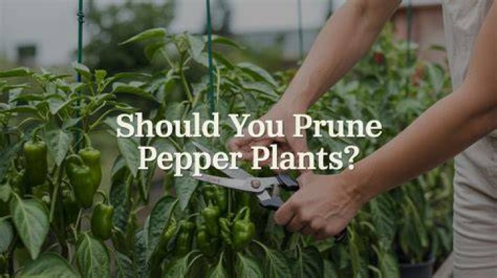 Should you prune pepper plants?