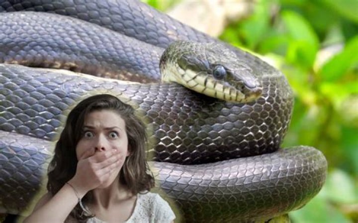 Should you run if you see a snake?