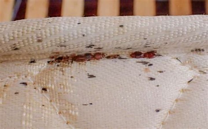 Should you sleep in a bed with bed bugs?