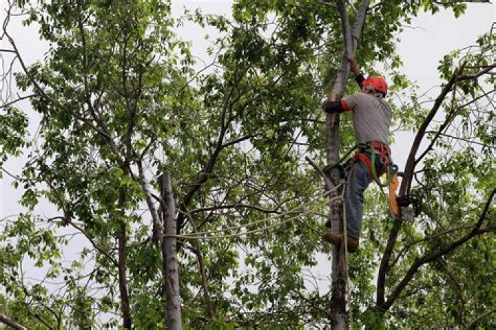 Should you top a tree?
