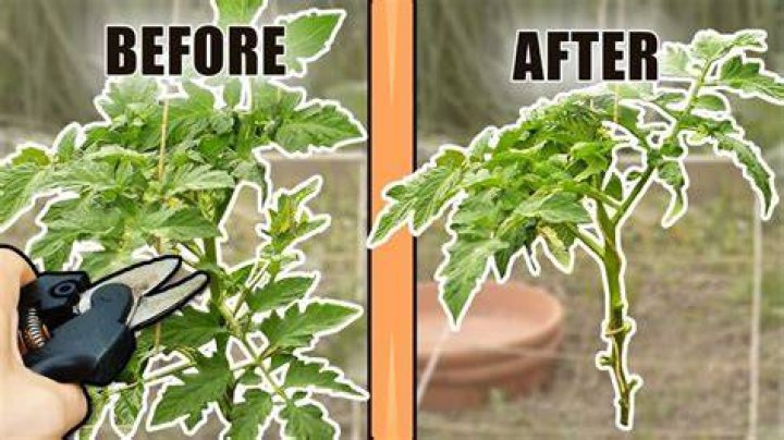 Should you trim the bottom of tomato plants?