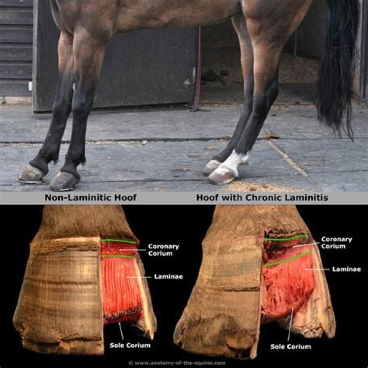 Should you walk a horse with laminitis?